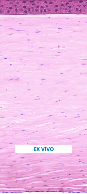 Product Details Image